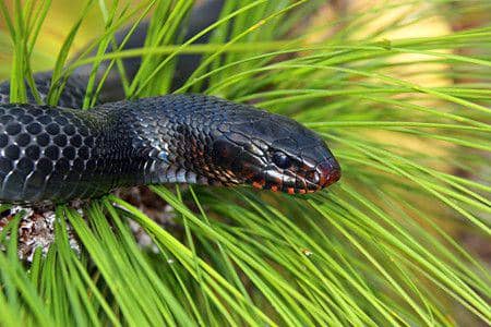 ilustrasi ular indigo timur (flickr.com/Outdoor Alabama)