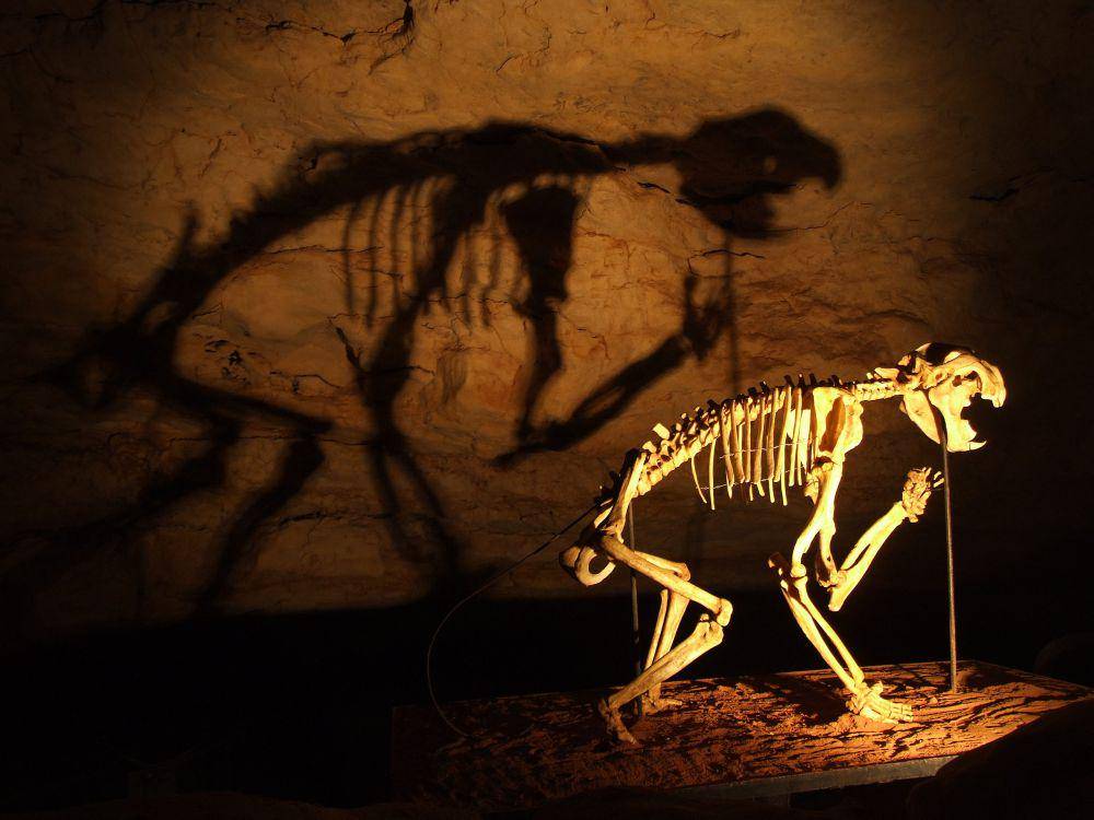 fosil Thylacoleo (wikimedia.org)