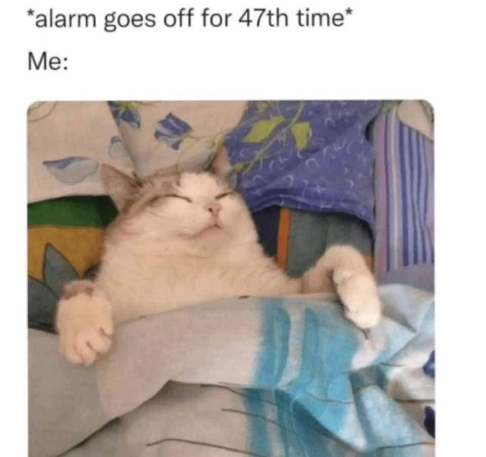 potret meme lucu kucing tentang alarm (reddit.com/user/maddy_lopez25)
