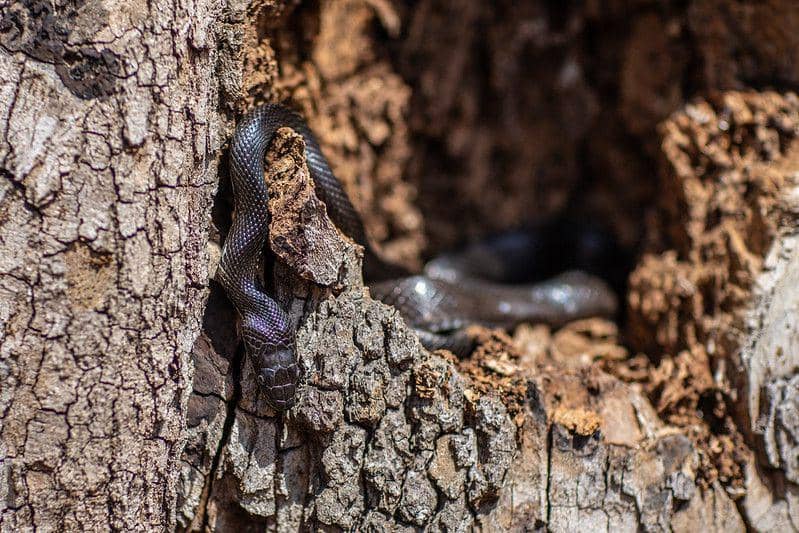 ilustrasi ular indigo timur (flickr.com/Tom Woodward)