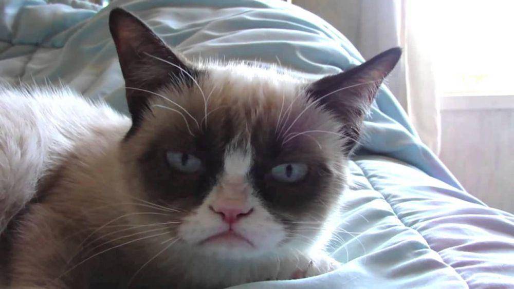 potret meme lucu kucing tentang alarm (reddit.com/user/Lauren_Li_x)