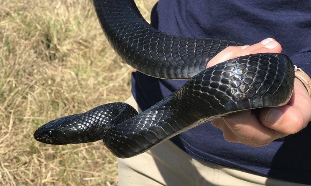 ilustrasi ular indigo timur (flickr.com/vladeb)