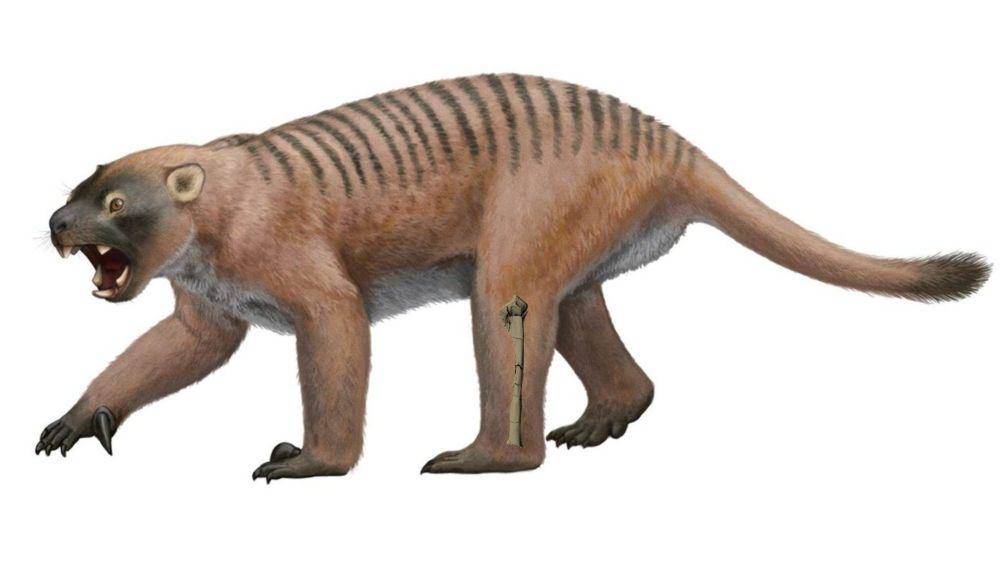 ilustrasi fisik Thylacoleo (sketchfab.com)