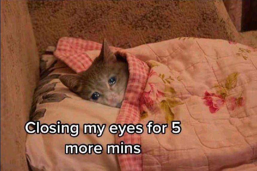 potret meme lucu kucing tentang alarm (reddit.com/user/Low-Examination2725)