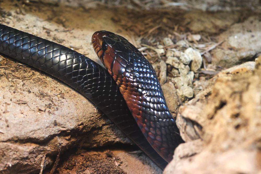 Jinsiy aloqa va porno xxx bepul