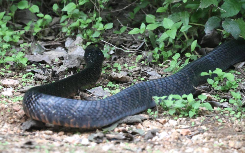 ilustrasi ular indigo timur (flickr.com/ALAN SCHMIERER)