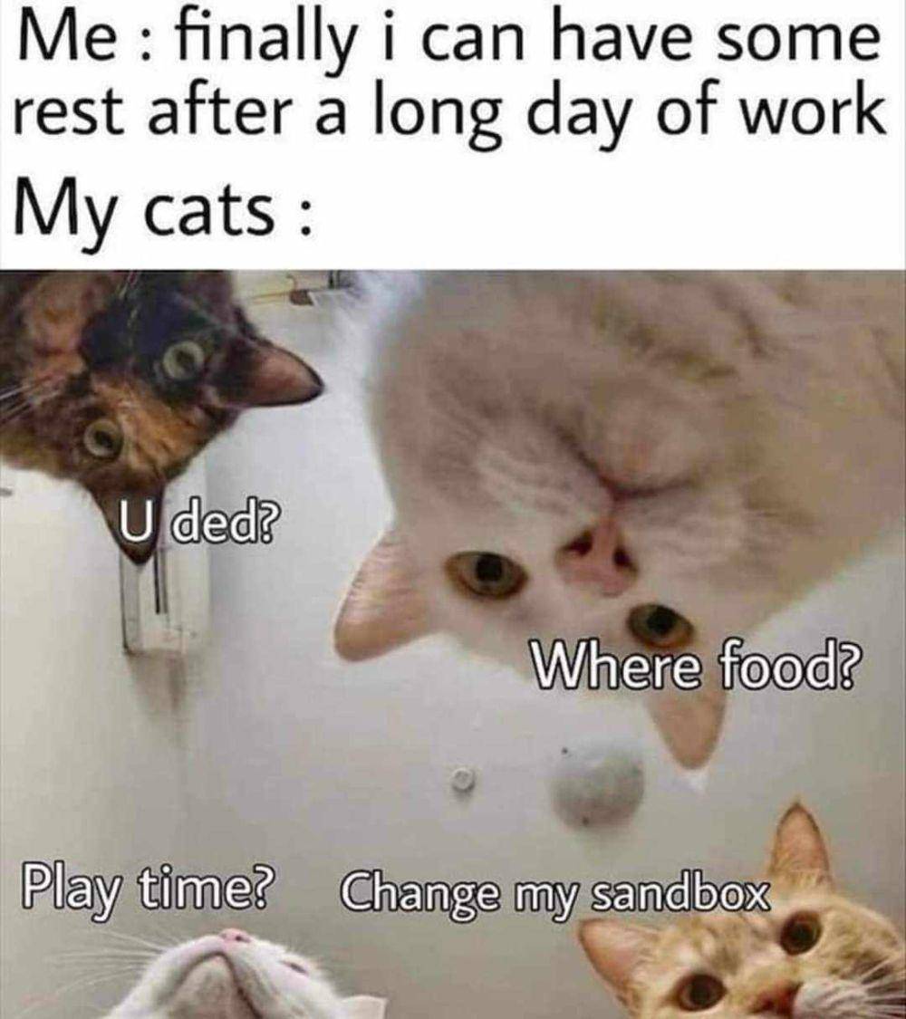 potret meme lucu kucing tentang alarm (reddit.com/user/Easy-Drawing-778)