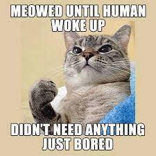 potret meme lucu kucing tentang alarm (reddit.com/user/Few-Interest-5221)