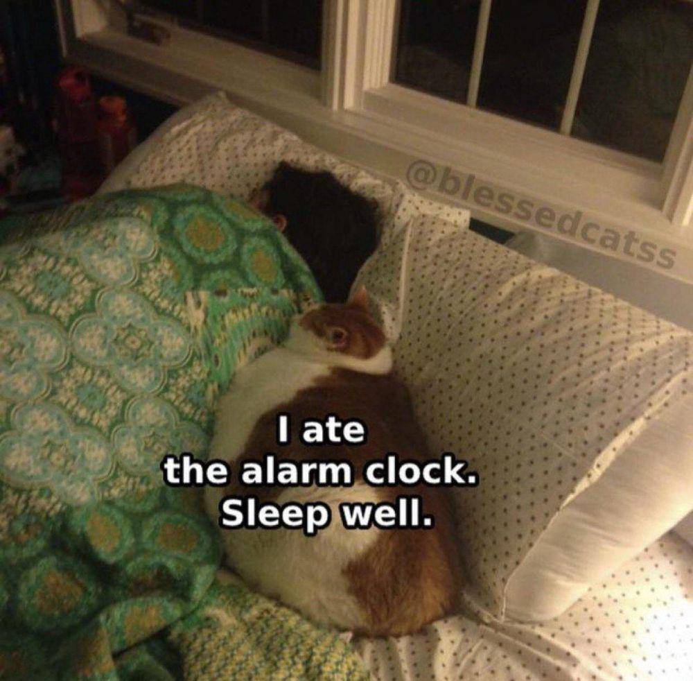 potret meme lucu kucing tentang alarm (reddit.com/user/ArsenalGunner29)