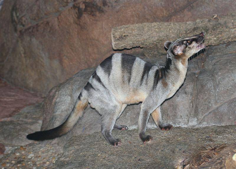 Musang belang (commons.wikimedia.org/Greg Hume)