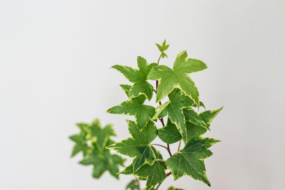Engish ivy (unsplash.com/Claudia Pop)