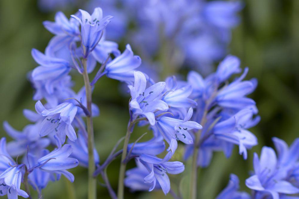 4 Fakta Menarik Bluebell, Bunga Cantik dengan Mitos Unik