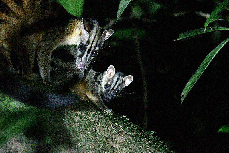 Musang belang (commons.wikimedia.org/Thompson Hyggen)