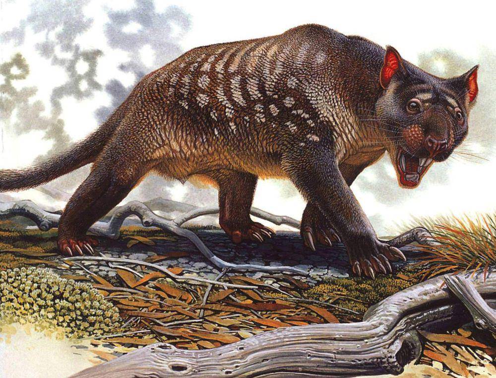 Thylacoleo (sci.news)