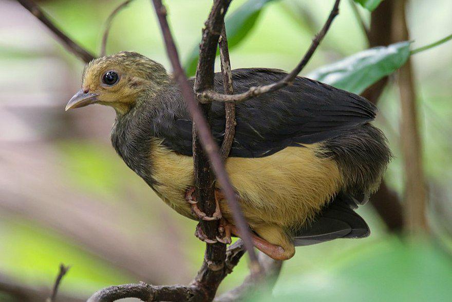 anak burung maleo senkawor di Tanjung Binarean, Bolsel, Sulawesi Utara (commons.wikimedia.org/Syaiful Mooduto)