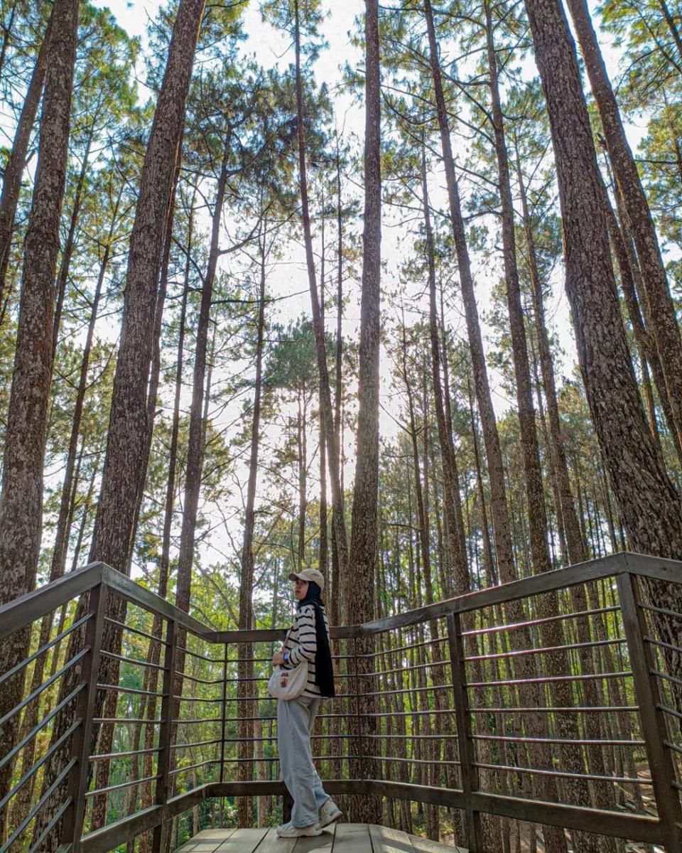 Hutan Pinus Mangunan (instagram.com/meylsta_)