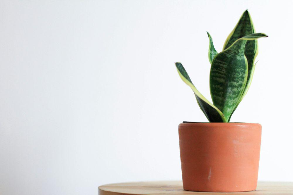 Snake plant (unsplash.com/Kara Eads)