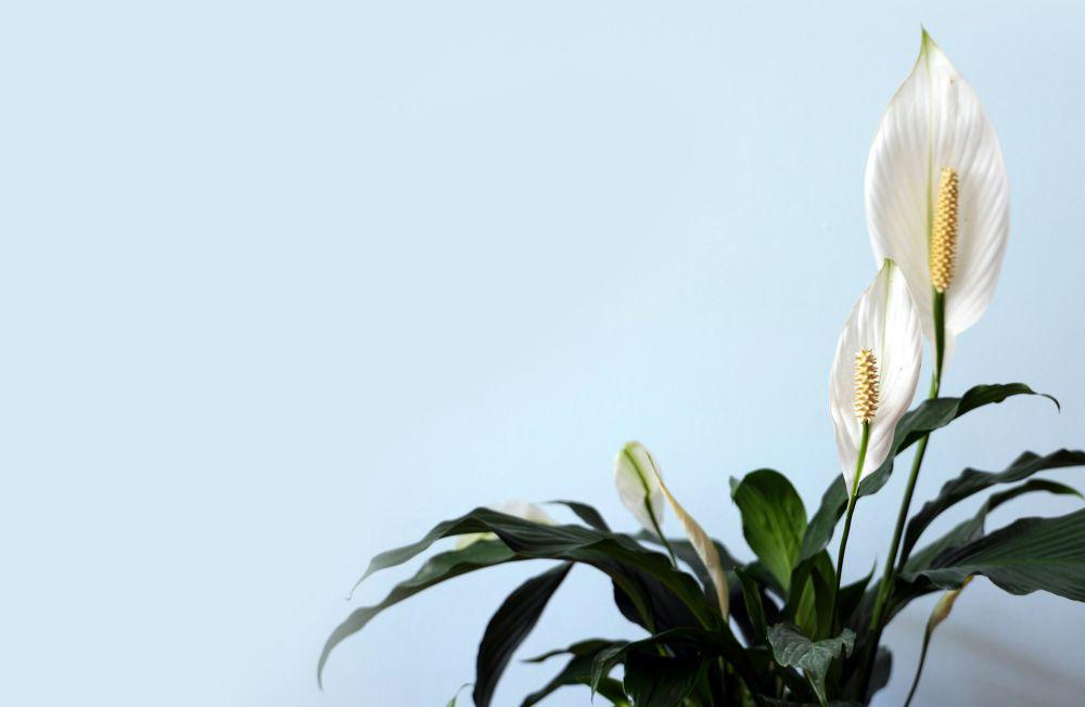 Peace lily (unsplash.com/Lan Gao)