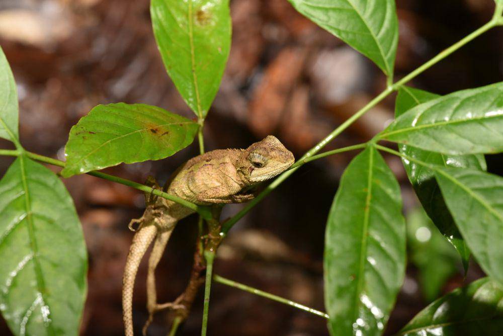 Japalure taiwan (inaturalist.org/Yung-Lun Lin)