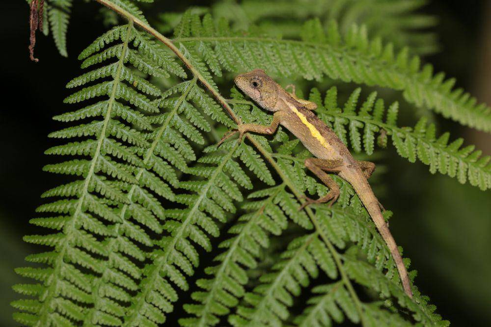 Japalure taiwan (inaturalist.org/Tunyu Chen)