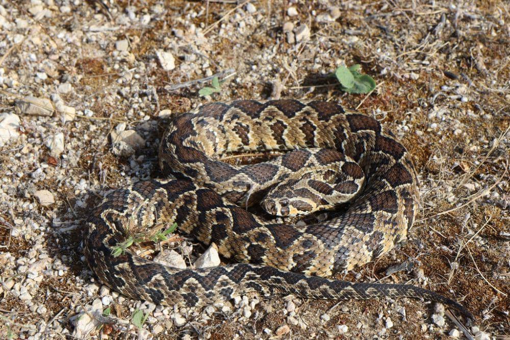 Viper palestina (inaturalist.org/niravraham)