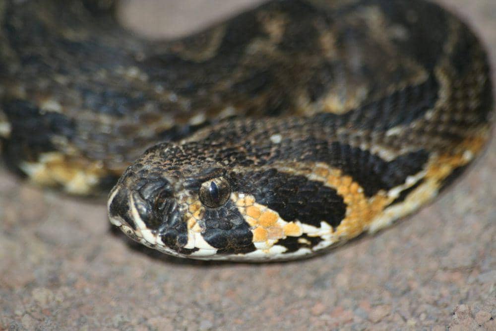 Viper palestina (inaturalist.org/reisegali)
