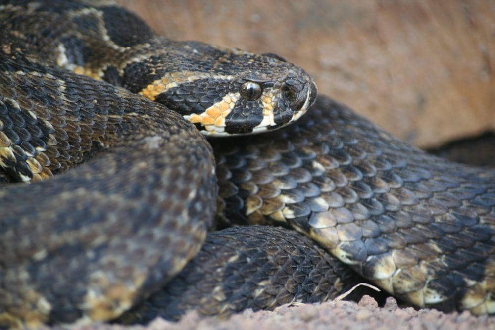 Viper palestina (inaturalist.org/reisegali)