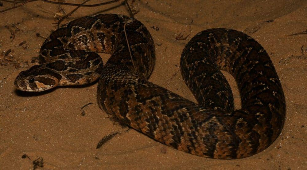 Viper palestina (inaturalist.org/niravraham)