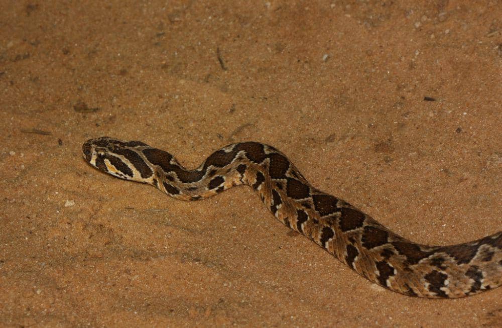 Viper palestina (inaturalist.org/Leonid A. Neymark)