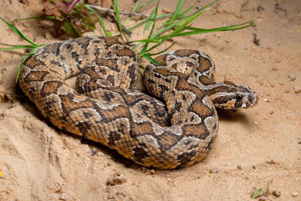 5 Fakta Menarik Viper Palestina, Reproduksinya Beda dari Viper Lain!