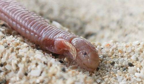 Kadal mole meksiko (inaturalist.nz/René Villanueva Maldonado)