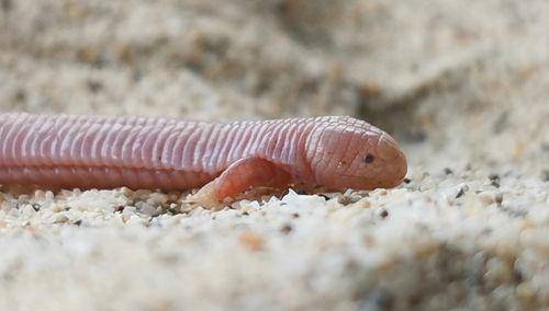 Kadal mole meksiko (inaturalist.nz/René Villanueva Maldonado)