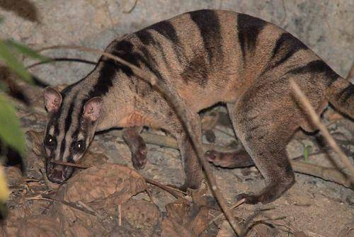 Musang belang (www.inaturalist.org/Josh Vandermeulen)