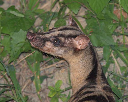 Musang belang (www.inaturalist.org/Josh Vandermeulen)