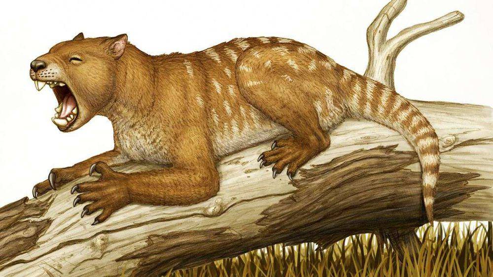 Singa marsupial dari Australia (animals.howstuffworks.com)
