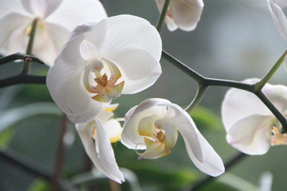 Anggrek bamboo (pixabay.com/Logga Wiggler)