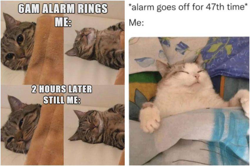 kolase potret meme lucu kucing tentang alarm (reddit.com/user/Old_Pace_5294 | reddit.com/user/maddy_lopez25)