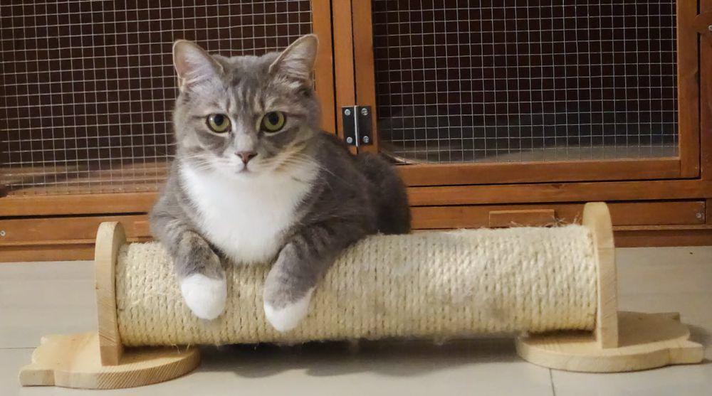 potret seekor kucing (pexels.com/Cats Coming)
