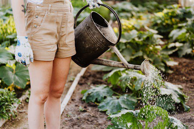 5 Jenis Sayuran yang Mudah Ditanam Sendiri di Kebun Rumah Kamu