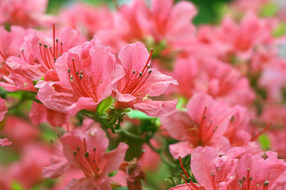 Azalea (pixabay.com/Nowaja)