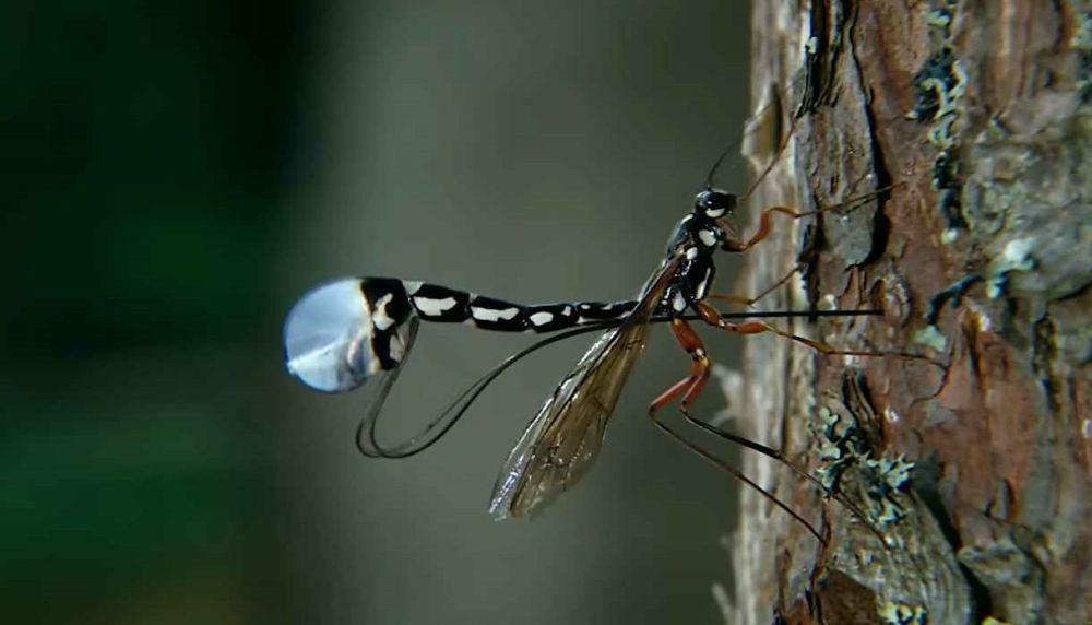 Mengenal 5 Spesies Serangga Parasitoid dan Trik Berkembang Biak Mereka