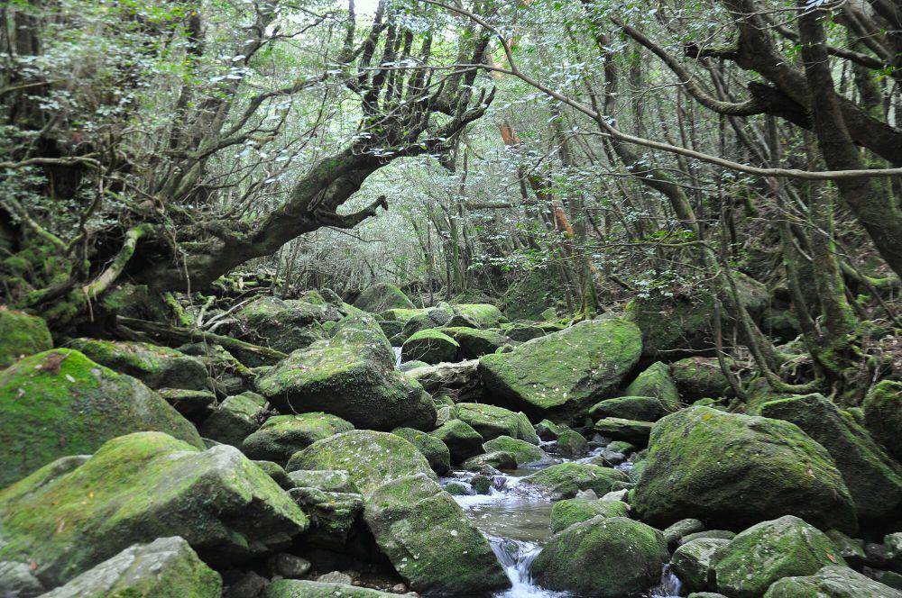 potret Yakushima (commons.m.wikimedia.org/BenedettaR)