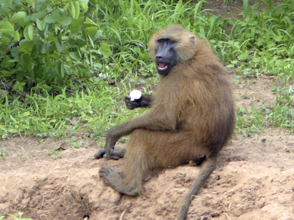 Babun guinea (commons.wikimedia.org/eamonccorbett)