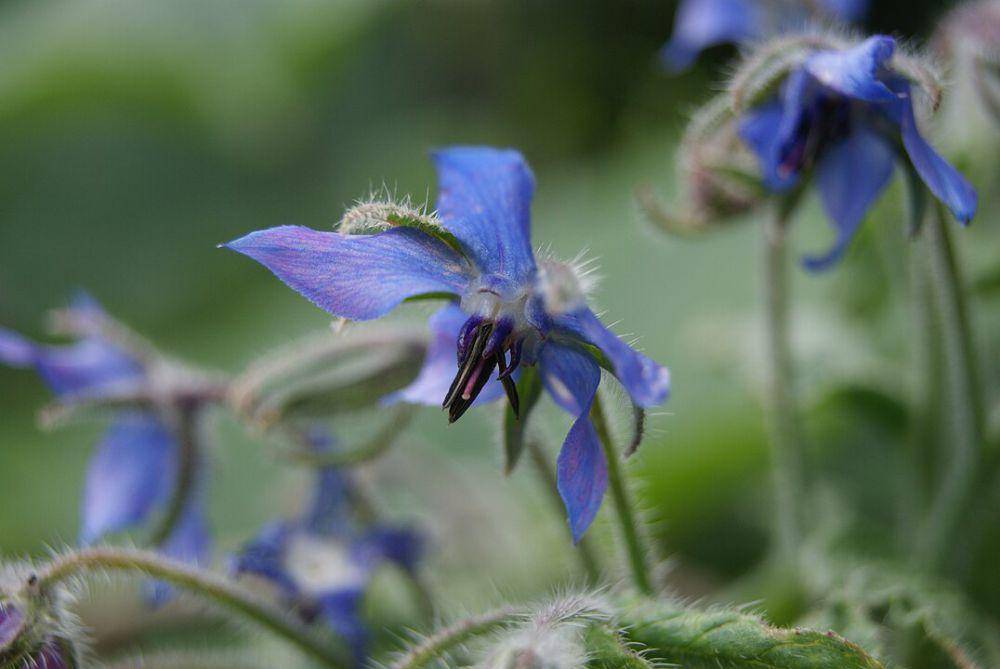 ilustrasi tumbuhan starflower (wikimedia.org/Danny S)