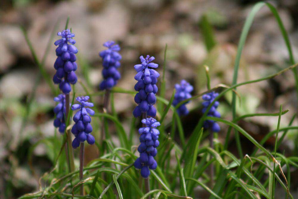ilustrasi tumbuhan grape hyacinth (wikimedia.org/Patty O'Hearn Kickham)