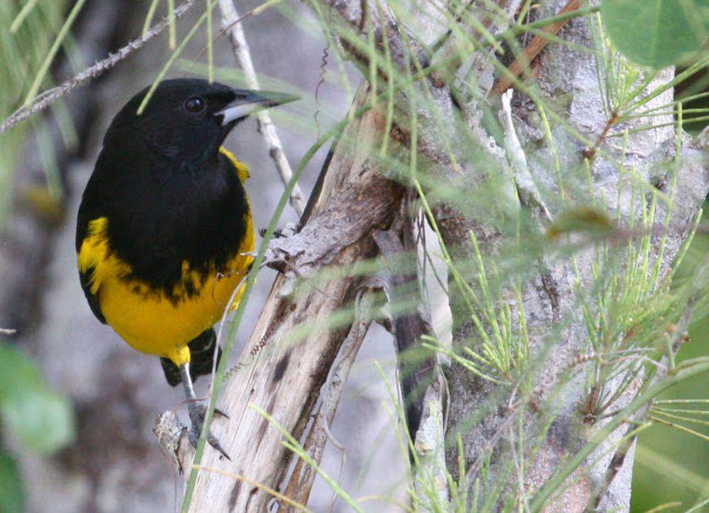 Bahama oriole (commons.m.wikimedia.org/Mxmerce)