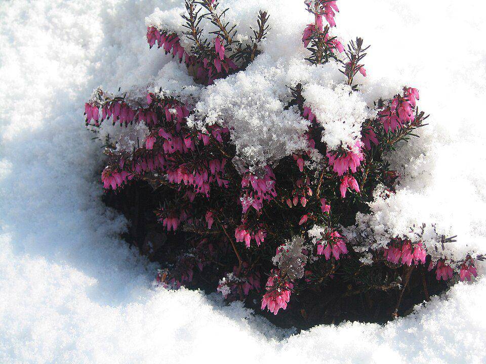 ilustrasi tumbuhan winter heath (wikimedia.org/Dirk Liesch)