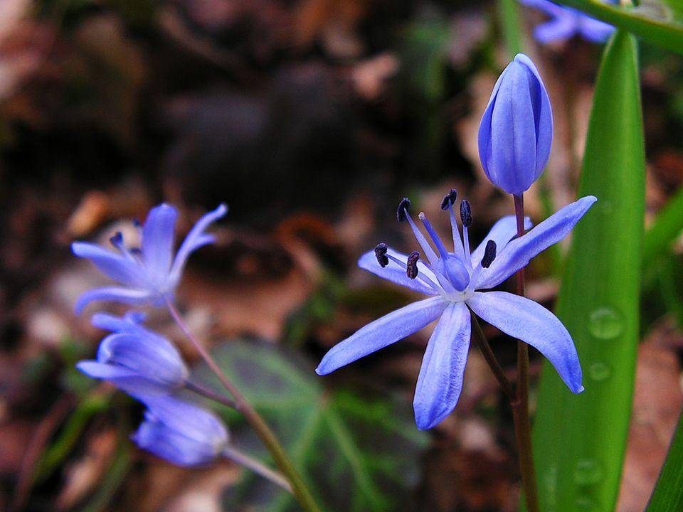 ilustrasi tumbuhan scilla (wikimedia.org/Falcoperegrinus)