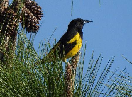 Bahama oriole (birdscaribbean.org/Steve Brezinski)