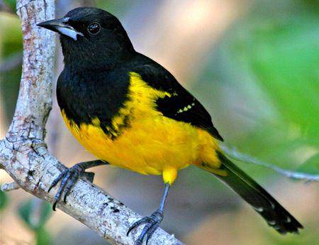 Bahama oriole (rollingharbour.com/Rolling Harbour Abaco)